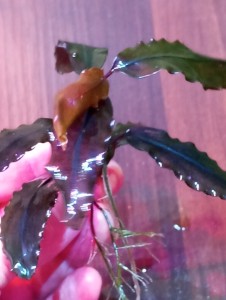 IMG_20231216_151545.jpg
