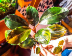 Bucephalandra-Motleyana-Semuntai-1-1024x801.jpg
