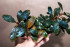 copy_605_DSC0076.jpg