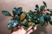 copy_605_DSC0076.jpg