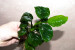 copy_741_copy_106_DSC0035.jpg