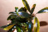 copy_980_DSC0065.jpg