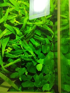 copy_529_IMG_20240601_080803.jpg