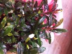 copy_362_IMG_20240916_082628.jpg