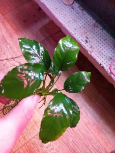copy_882_IMG_20241230_190844.jpg