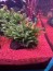 copy_470_IMG_7985.jpeg