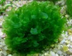 lomariopsis---lomariopsis-lineata_1 (1).jpg