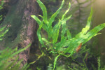 copy_471_IMG_0081.jpg