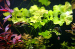 nimfoides-flipper.jpg