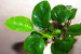 copy_520_copy_292_copy_842_DSC0038.jpg
