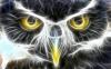 Аватар для OWL
