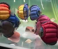 ������ ��� (���)