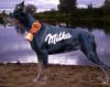   dobermilka