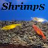   shrimps
