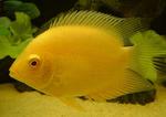   Severum