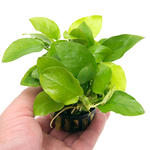 Аватар для Anubias_