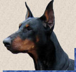   DOBER_MAN