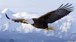   Golden Eagle