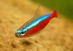   CardinalTetra