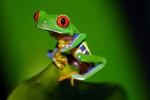 Аватар для frog7