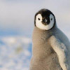 Аватар для Pingvin