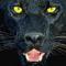 Puma_d