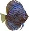   DQV_DISCUS