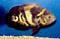 Astronotus_ocellatus