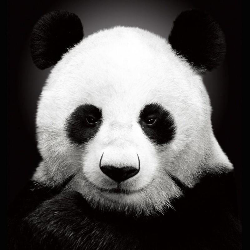  Panda Visionary
