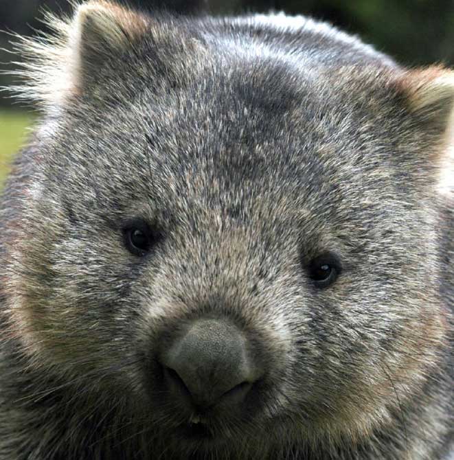  Wombat13