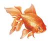   Goldenfish