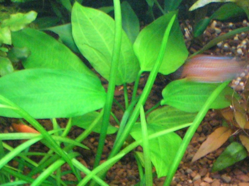   3  , 