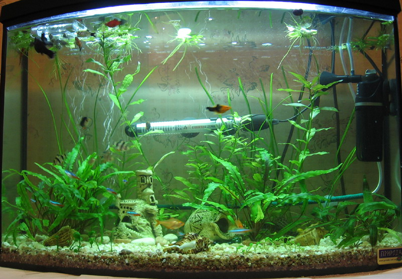   15W