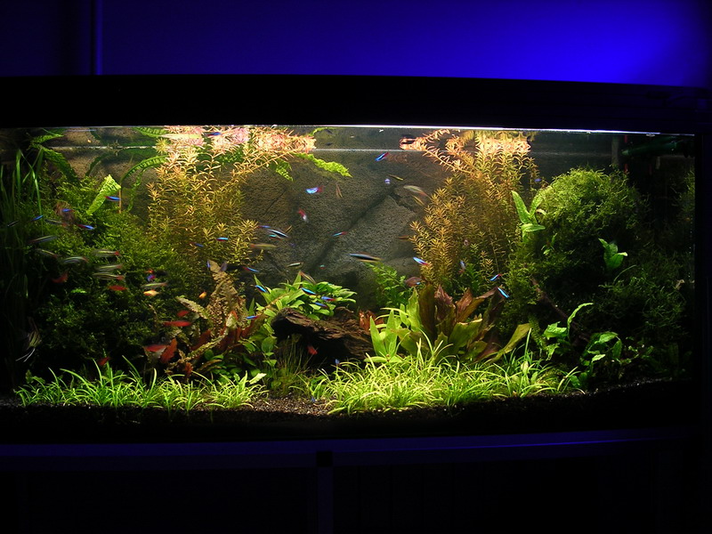 The International Aquatic Plants Layout Contest 2005...489