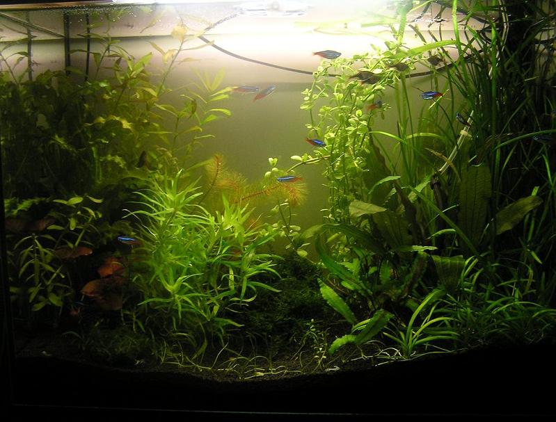 80L_1