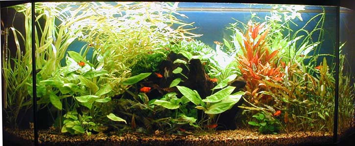 My aqua