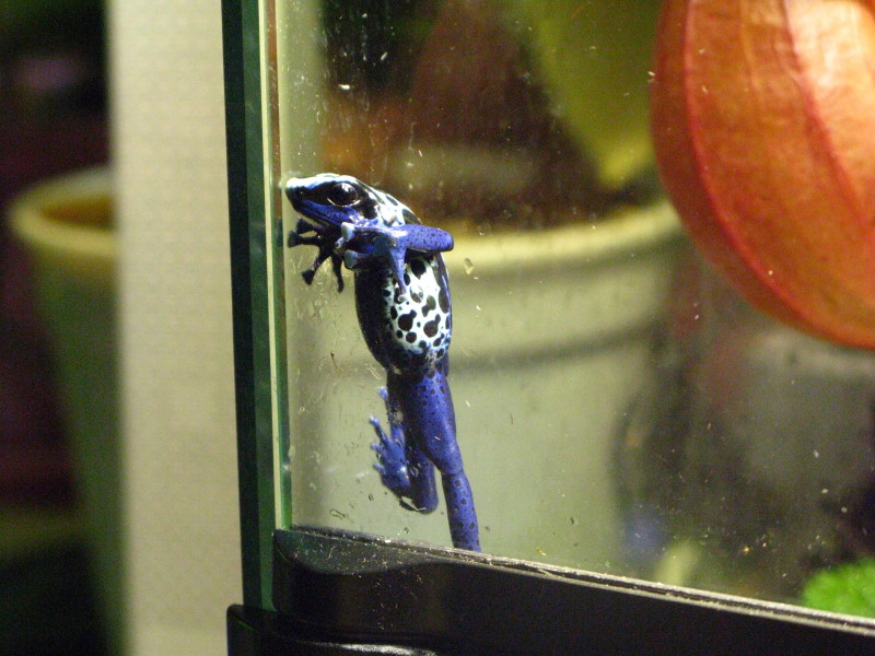Dendrobates tinctorius New River