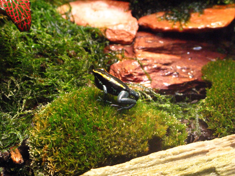 Phyllobates vittatus