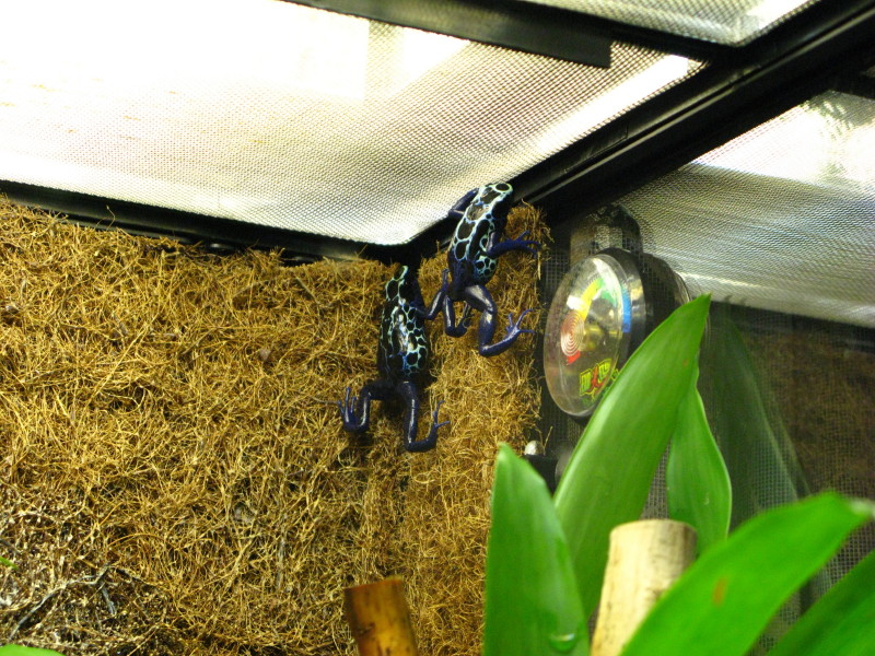 Dendrobates tinctorius New River