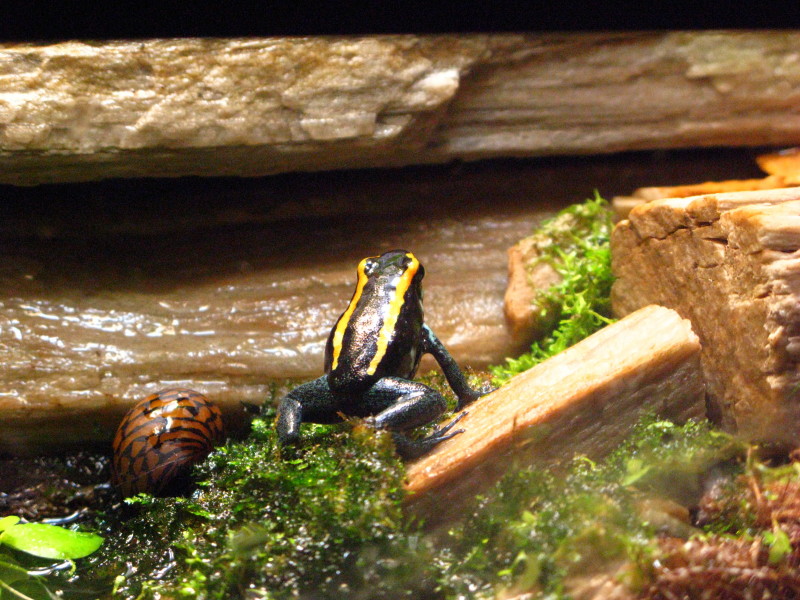 Phyllobates vittatus