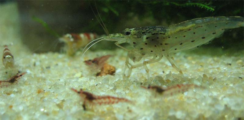 Amano+cherry