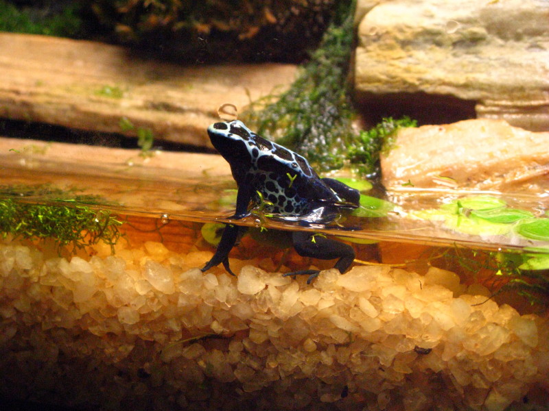 Dendrobates tinctorius New River