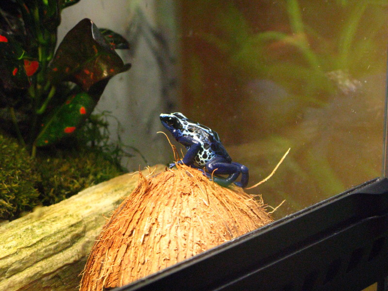 Dendrobates tinctorius New River