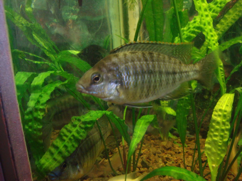 Haplochromis spilonotus