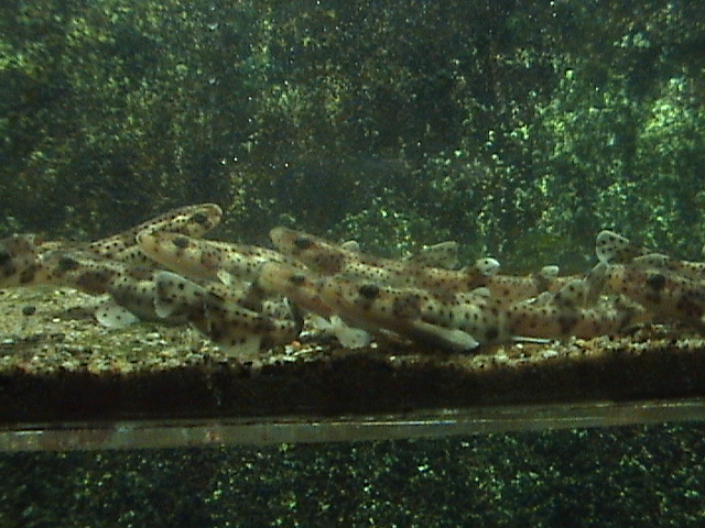 aquazoo