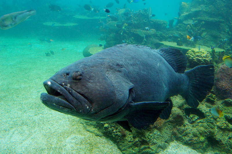 "Sea World", Australia, Gold Coast