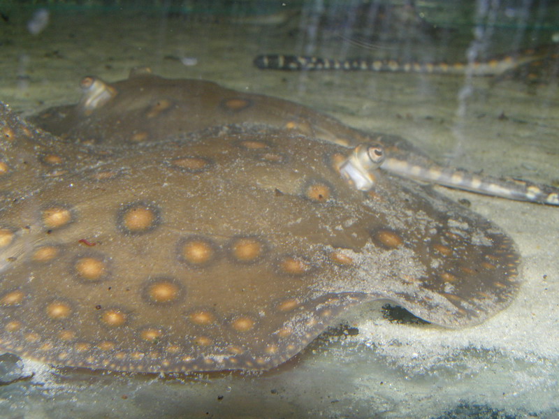 Potamotrygon motoro