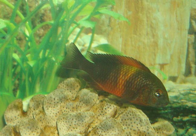 Tropheus sp. Bemba