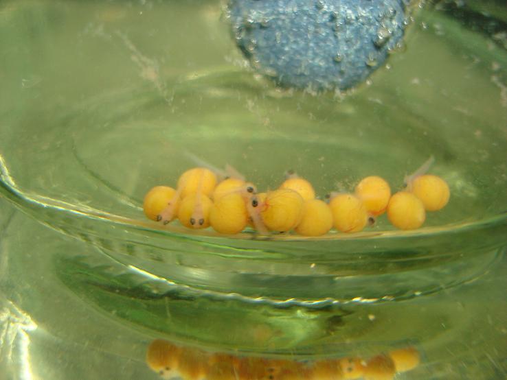  Tropheus Moorii Murago