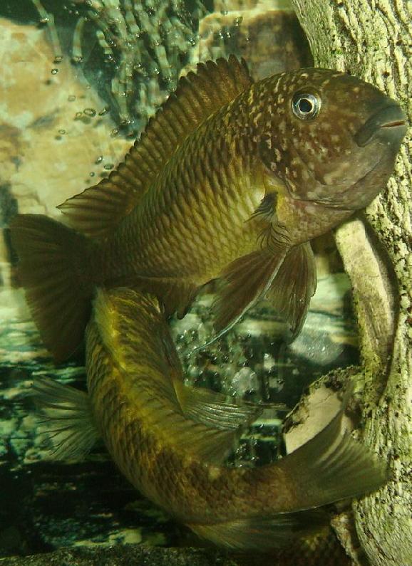 Tropheus moorii Murago